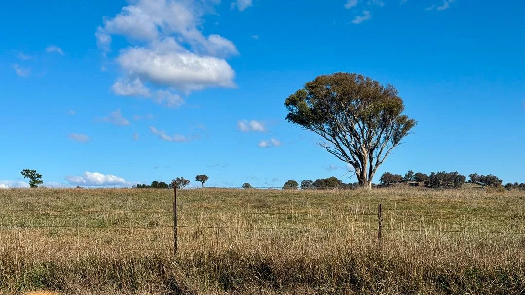 Open grassy field with a large tree in the distance under a blue sky with scattered clouds.
