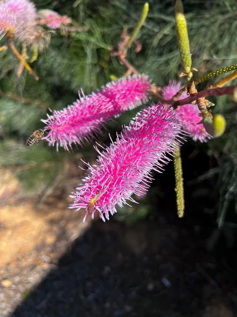 Close-up of pink, fuzzy, cylindrical flowers on a plant, with a bee nearby, and green stems and leaves in the background.