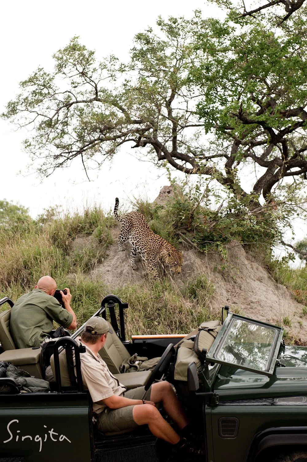 Two safari guides in a vehicle observing a leopard on termite mound near a tree in the wild.