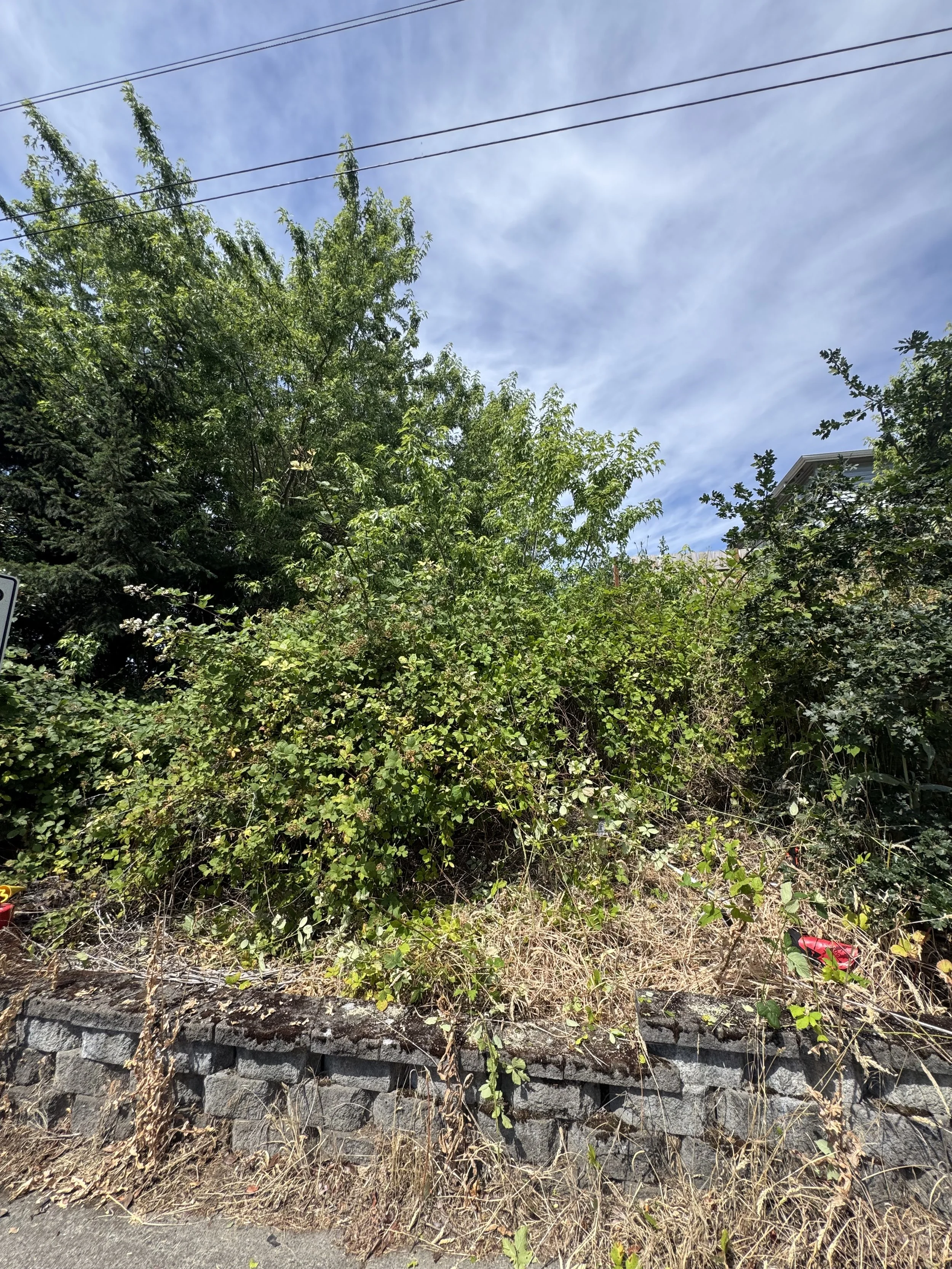 IMG_2944.jpeg