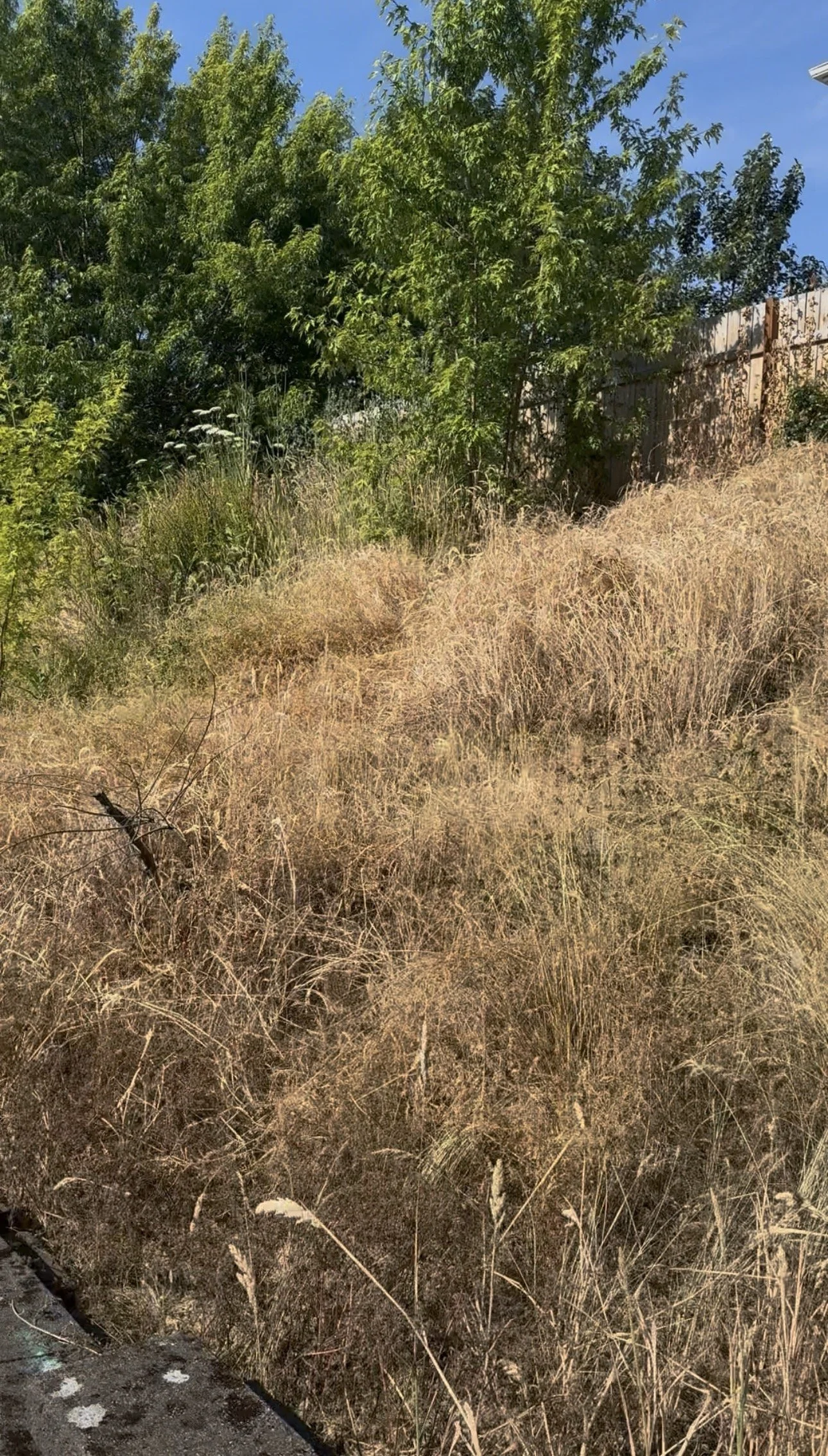 IMG_2970.jpeg
