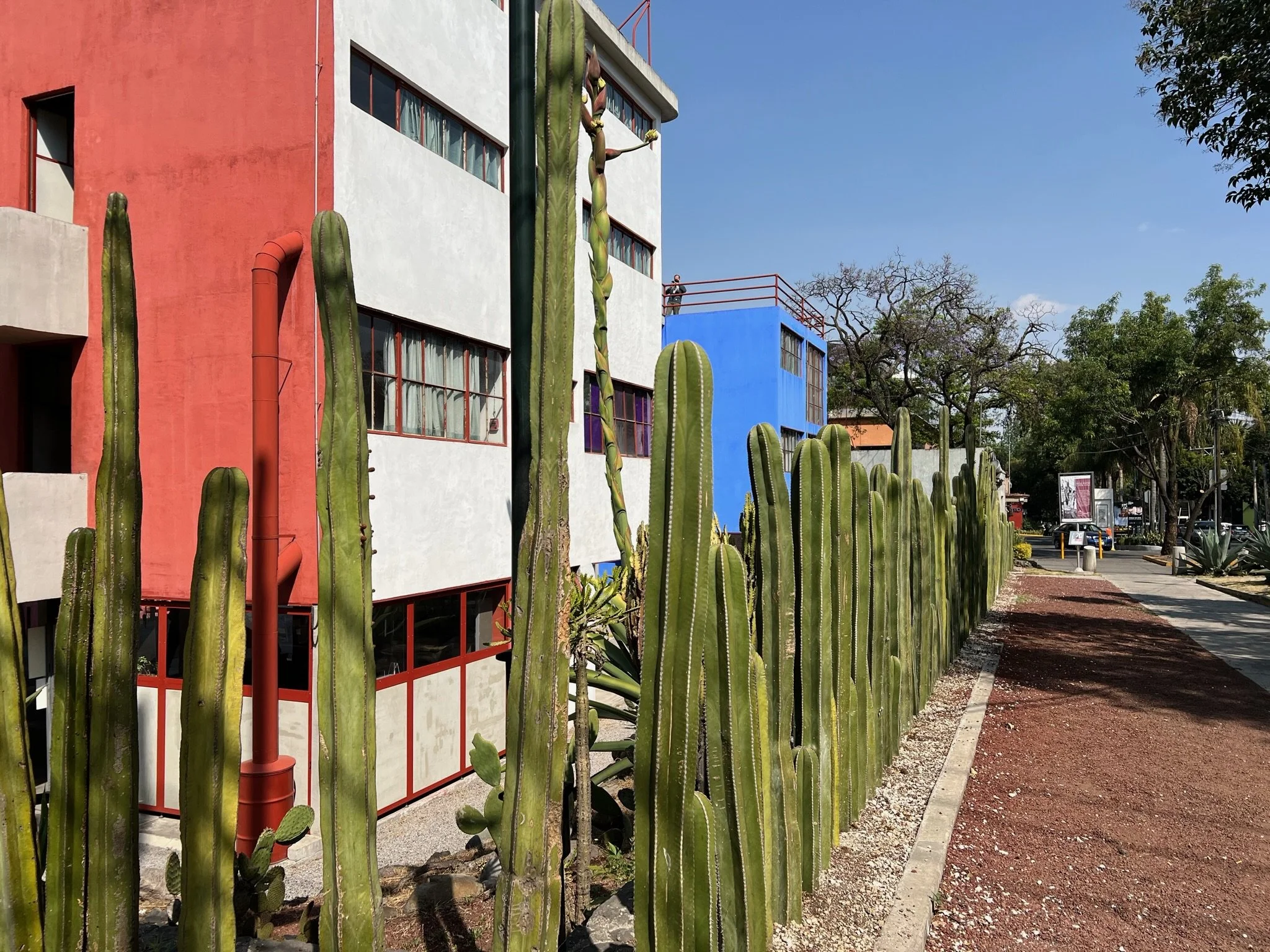 Colorful modern architecture and cactus-lined walkway in Los Angeles