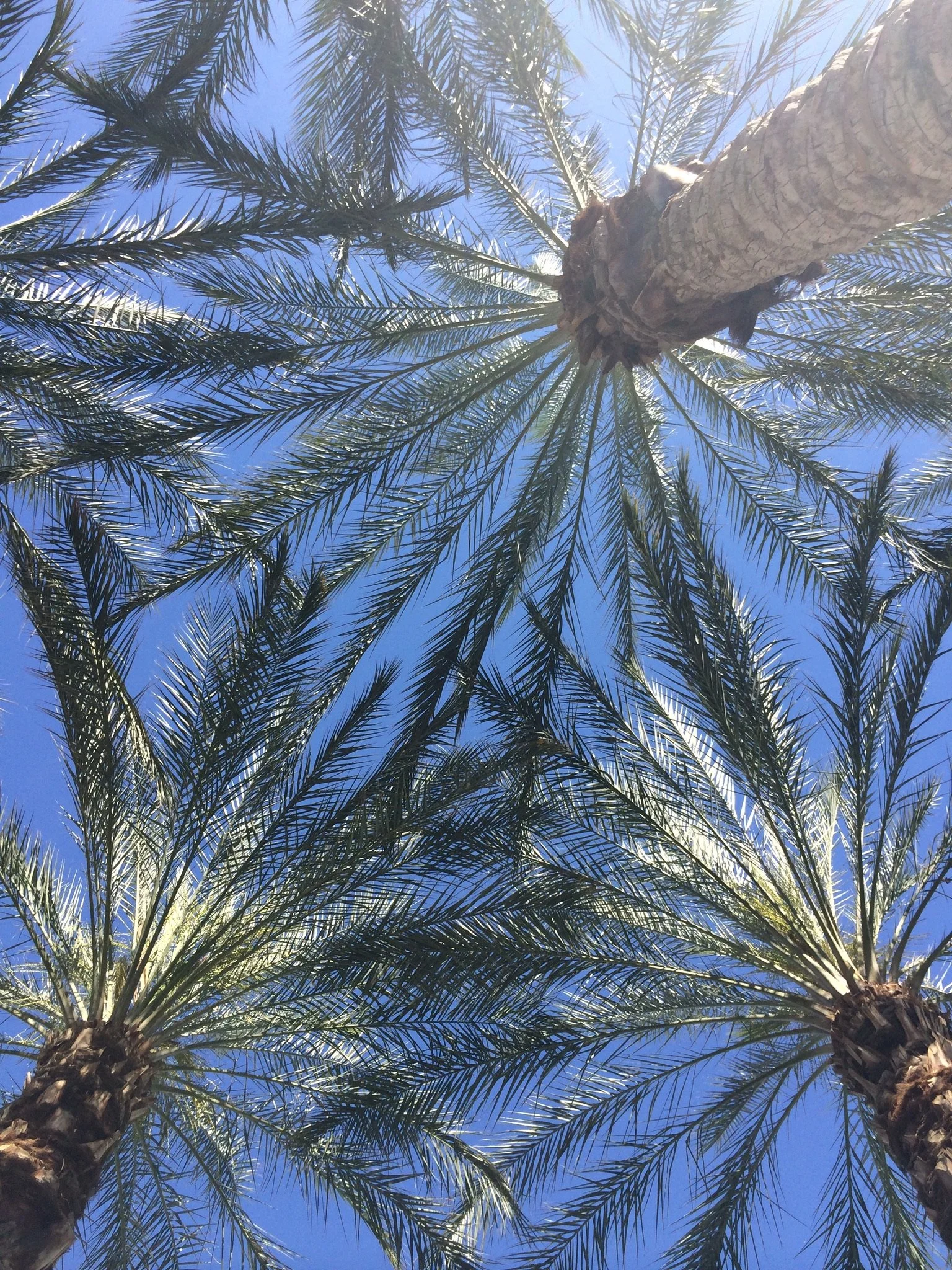 Palm trees against a bright Southern California sky
