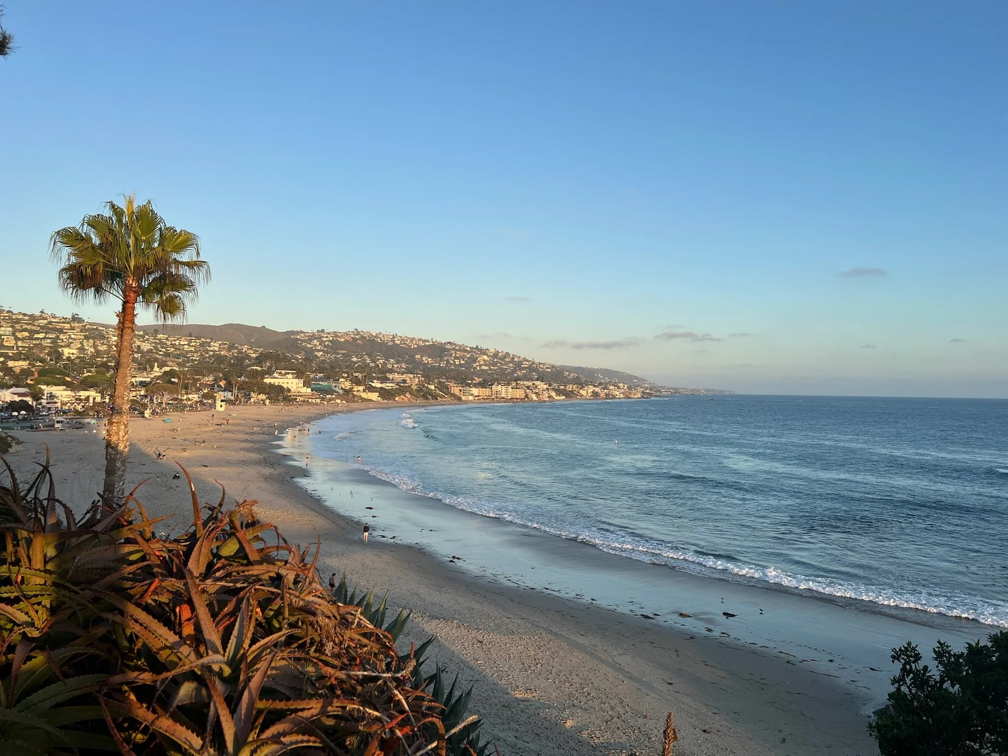 Laguna Beach coastline with palm trees and hillside homes