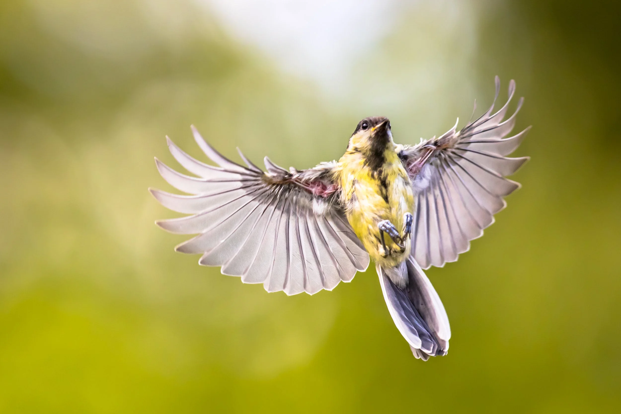 Free Falling to Fly