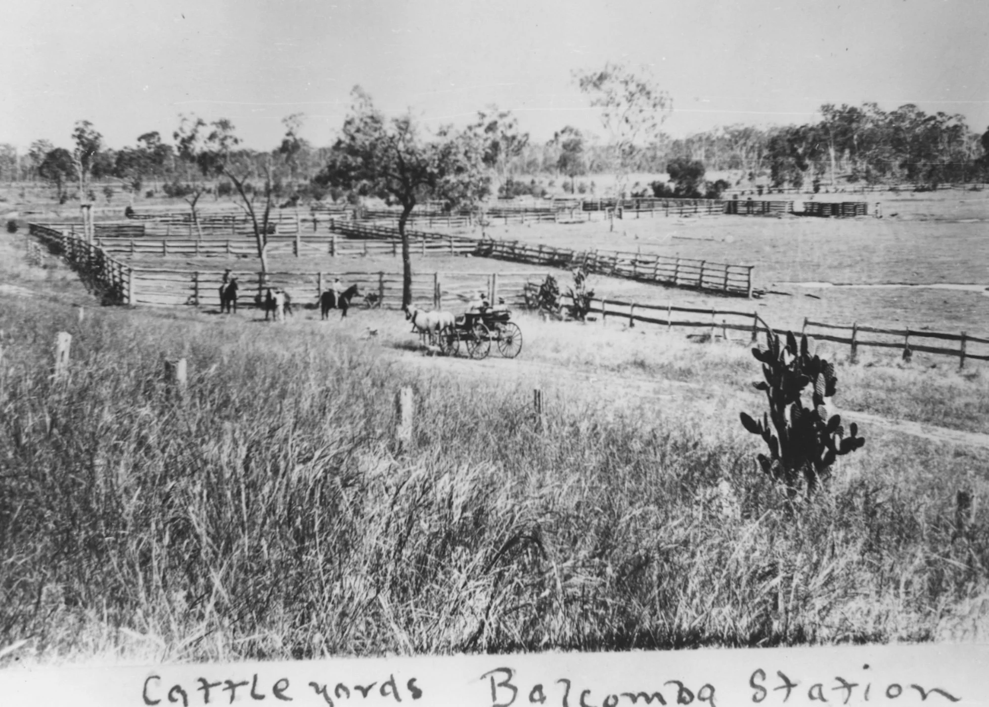 A black-and-white photo of a farm scene with multiple fenced-in areas, trees, and horses, with a person in a cart on a grassy hill in the foreground and a handwritten note at the bottom reading 'Cattle yards; Balcombe St Station'.