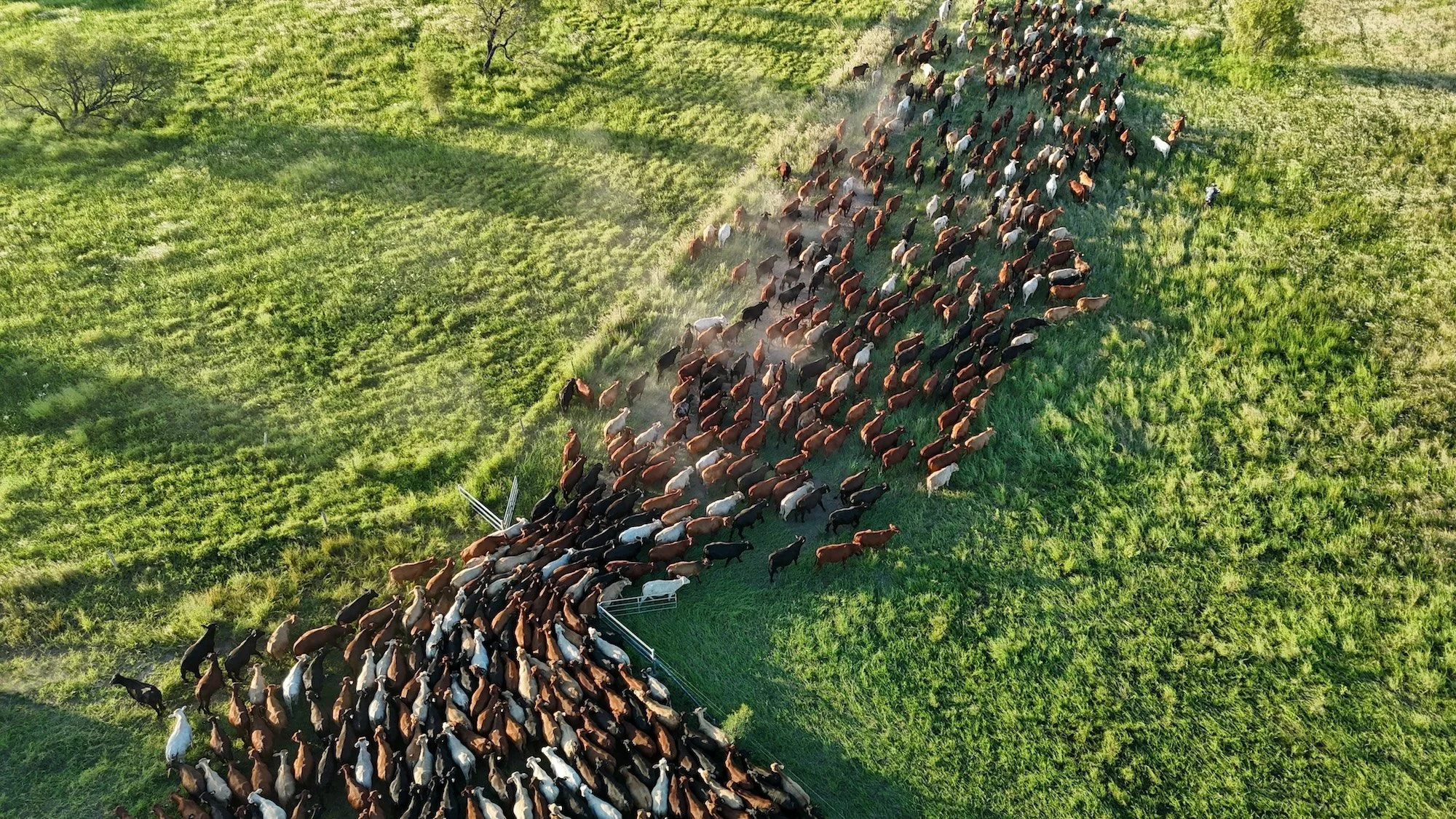 Balcomba-DJI_20250220175539_0379_D.jpeg