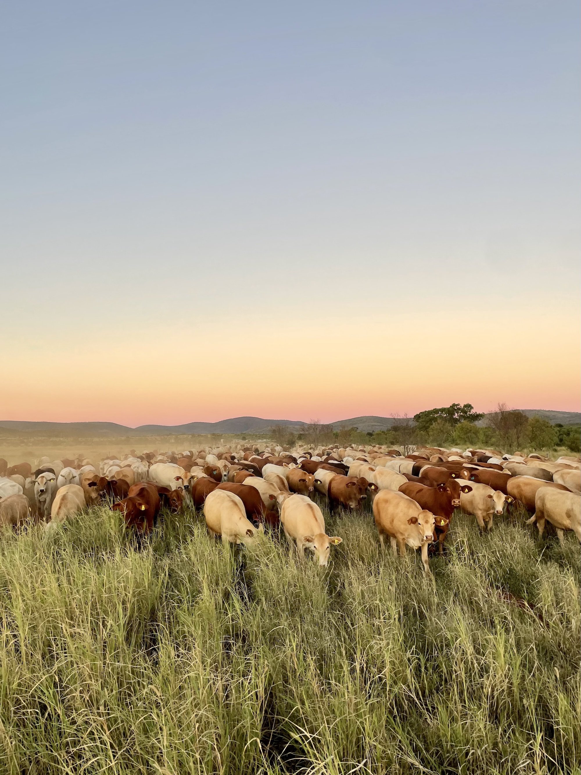 A large herd of cattle grazing in a grassy field during sunset with hills in the background.