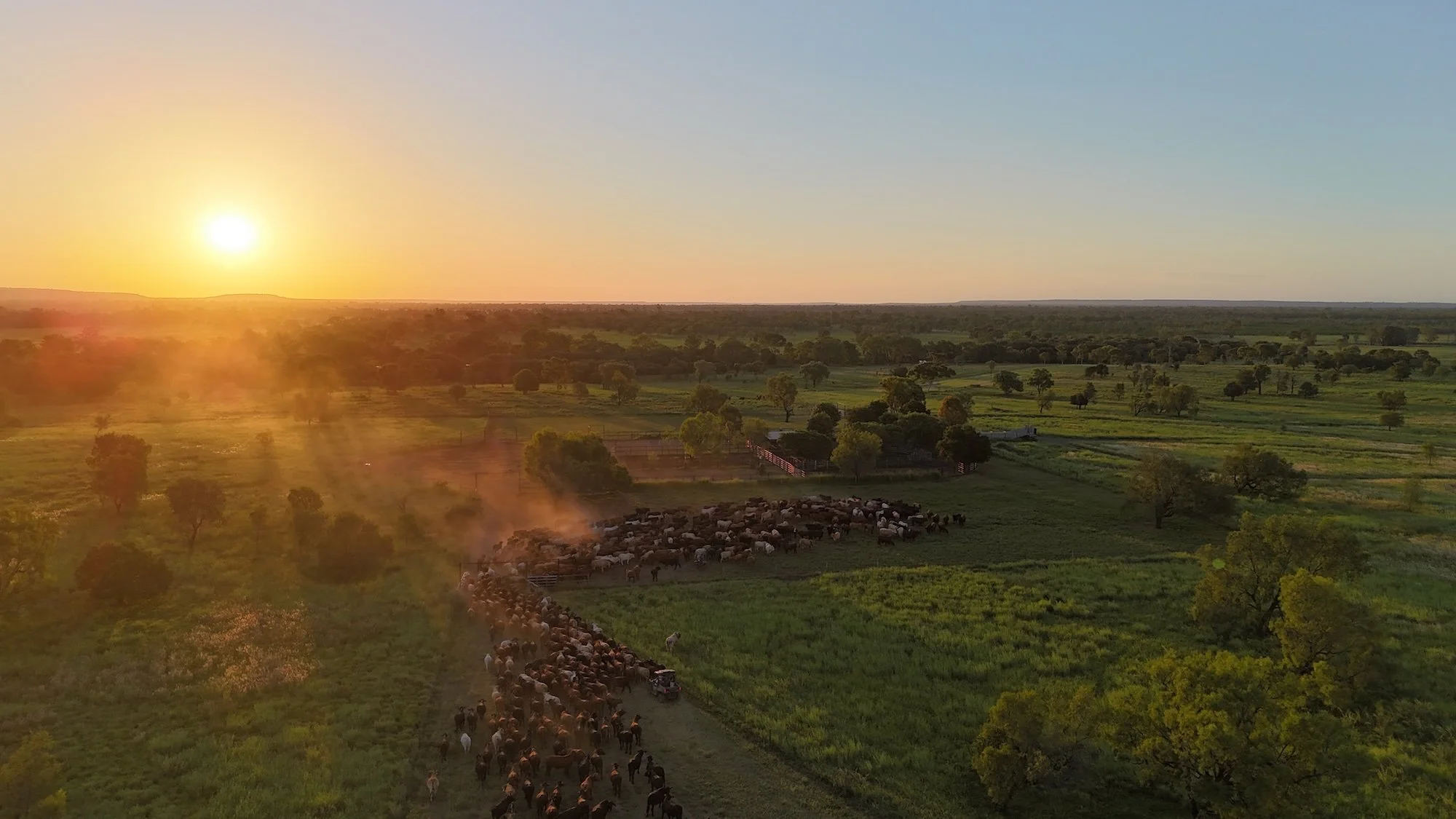 A farm landscape during sunset with a herd of cattle walking down a dirt path, surrounded by green fields and scattered trees.