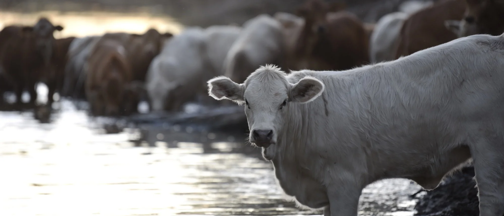 Balcomba-calf pic.jpeg