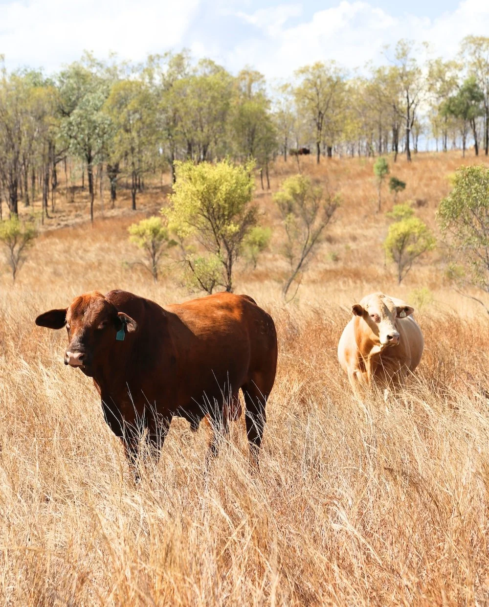 bull pic (smaller for footer on genetic page).jpg