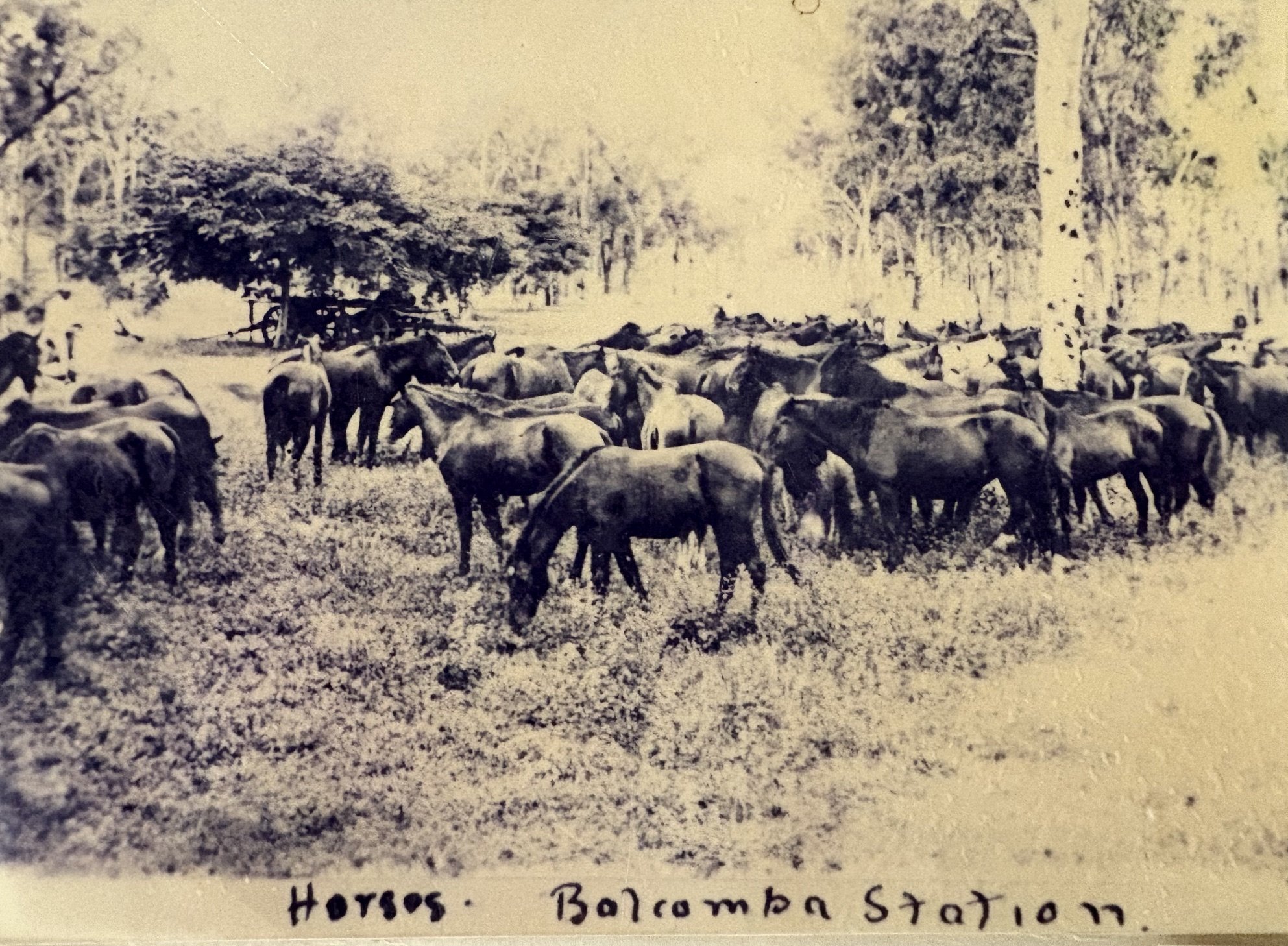 Balcomba horses early 1900s.jpeg