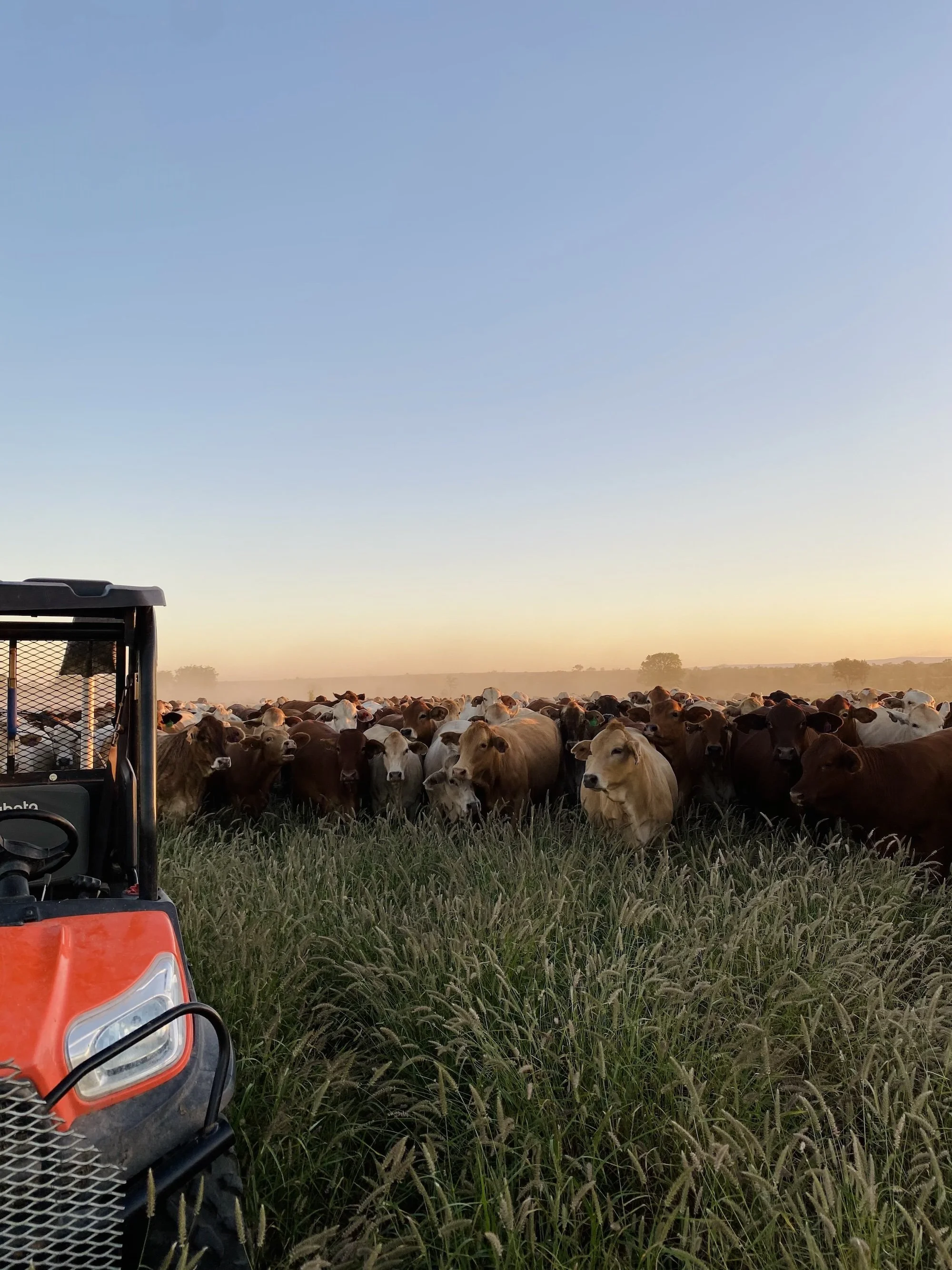A large herd of cattle in a grassy field at sunset or sunrise, with a tractor visible on the left side of the image.