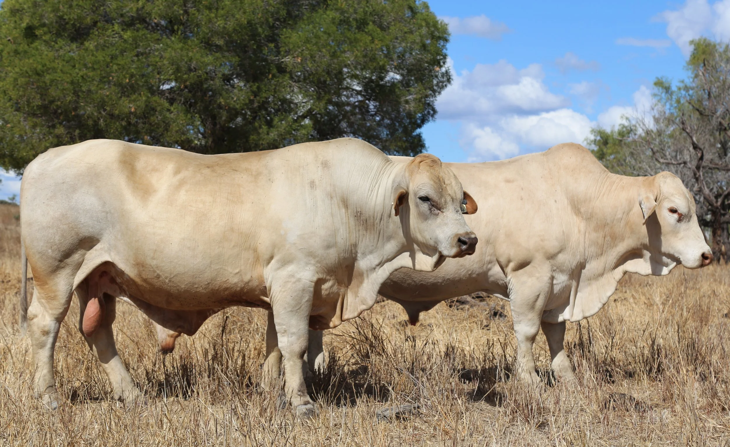 Several light-colored cows walking in a grassy field with trees and blue sky in the background.