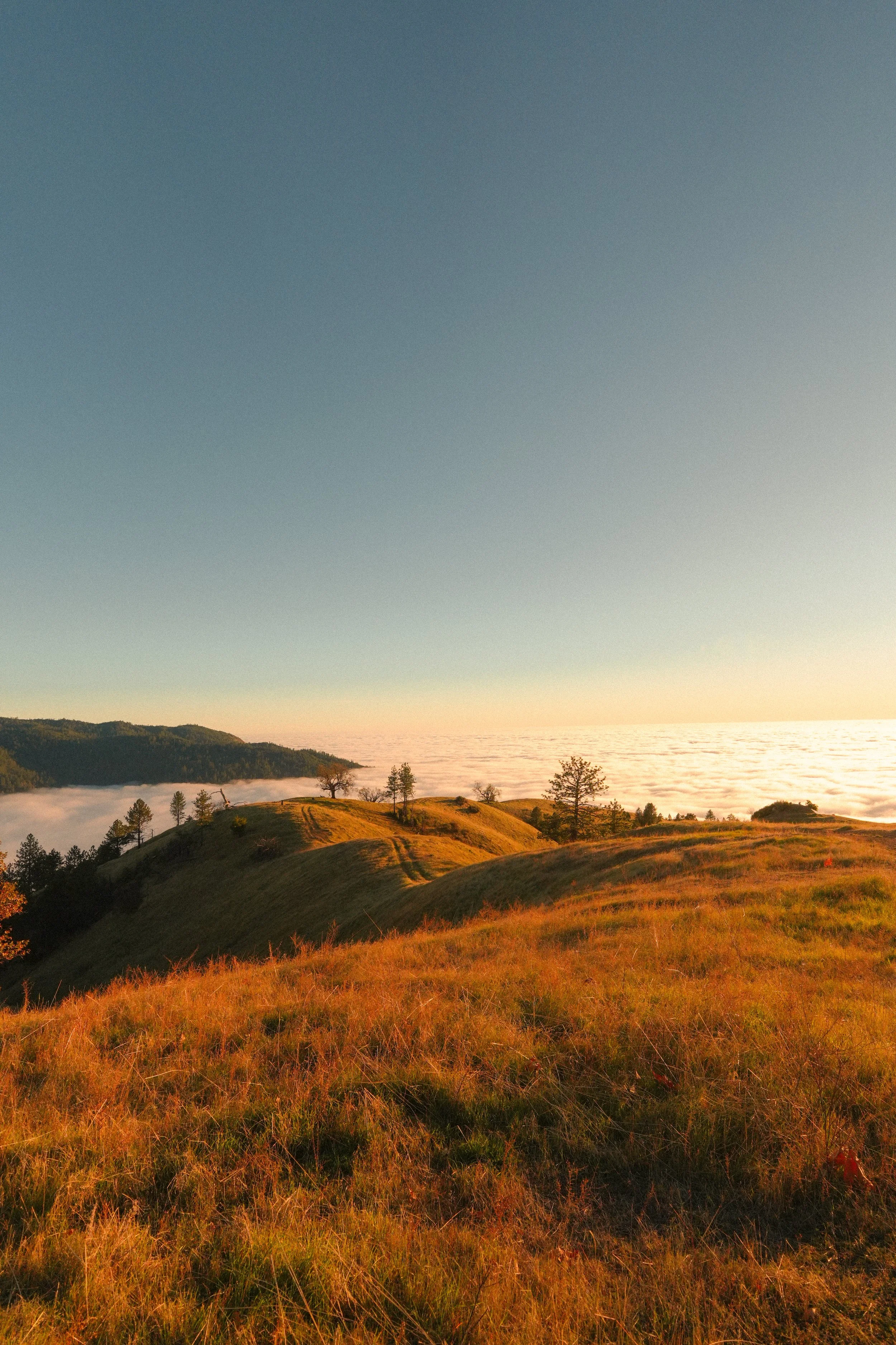 Hilly landscape with grassy hills, scattered trees, and a layer of fog over the lower areas, under a clear sky at sunset or sunrise.