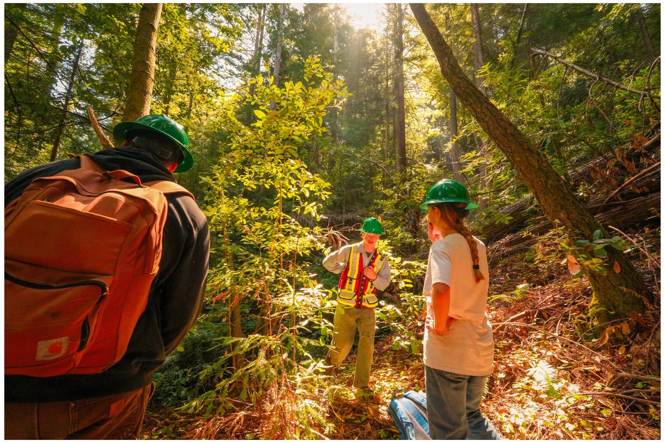 Group of people wearing safety helmets and gear in a sunlit forest, possibly on a forestry or conservation project.