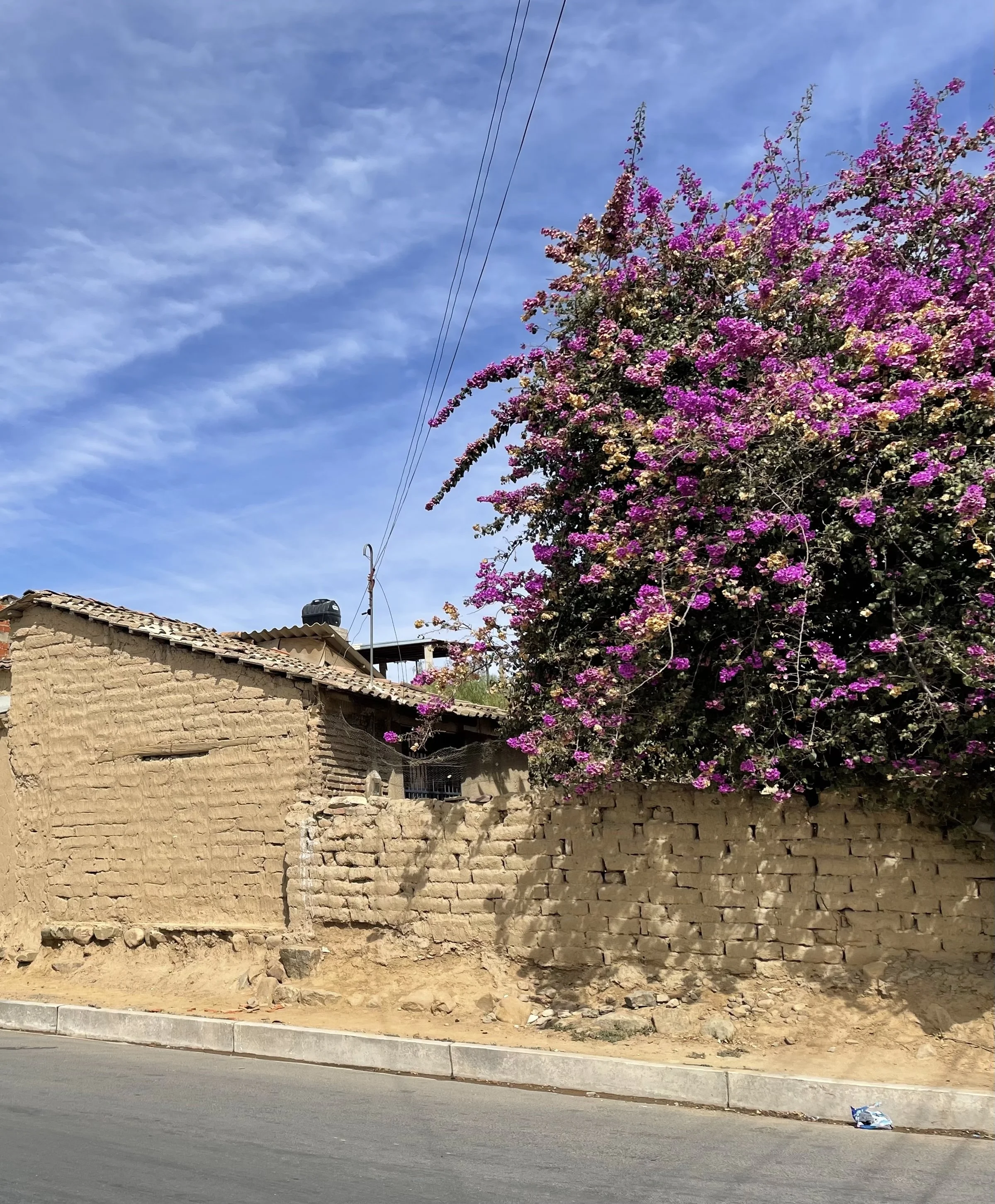 A street scene with a stone wall and a flowering tree with purple blossoms next to an adobe home against the backdrop of a blue sky.