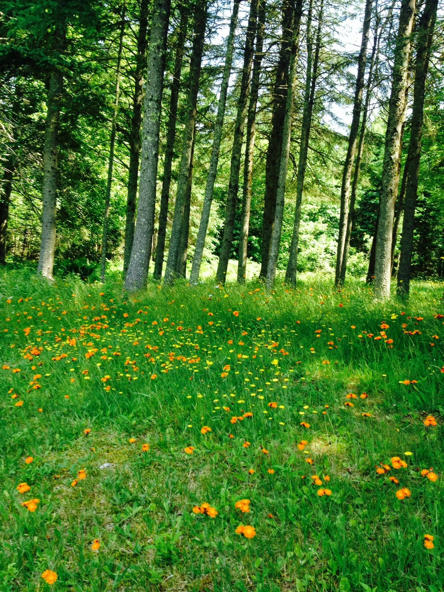 A forest with tall trees and green grass with small orange flowers scattered on it.