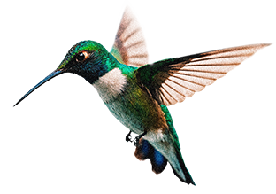 Close-up of a hummingbird with iridescent green feathers and outstretched brown-tipped wings.