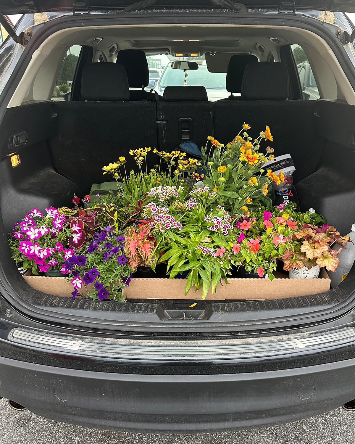 Garden delights from this spring and summer. There is nothing more meditative to me than cultivating these beauties and seeing them grow and change from year to year!