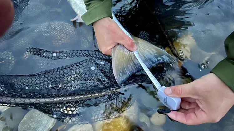 Person holding a fish with a measuring tape in a shallow rocky stream.