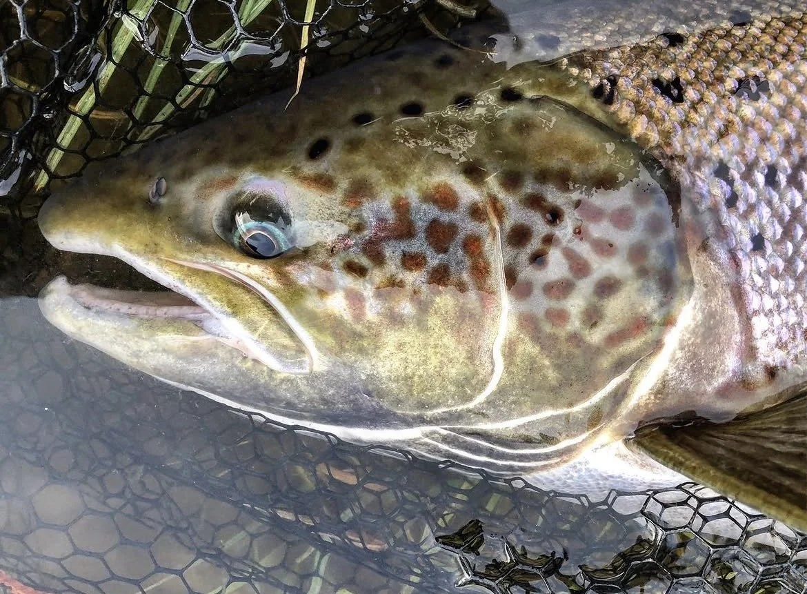 Close-up of a rainbow trout fish captured in a fishing net with water surrounding it.
