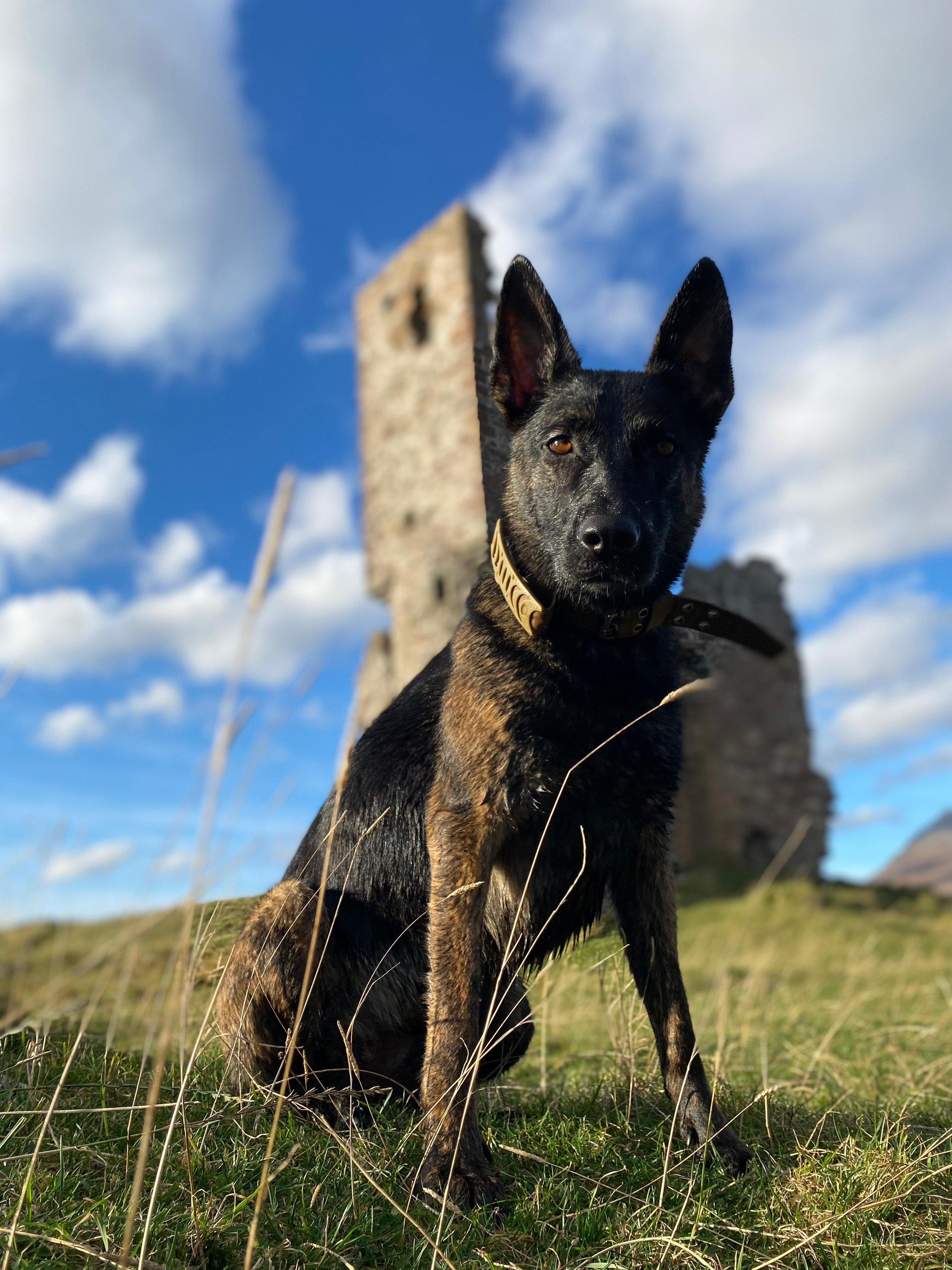 10 Things Nobody Tells You About Owning a German Shepherd × Belgian Malinois Mix