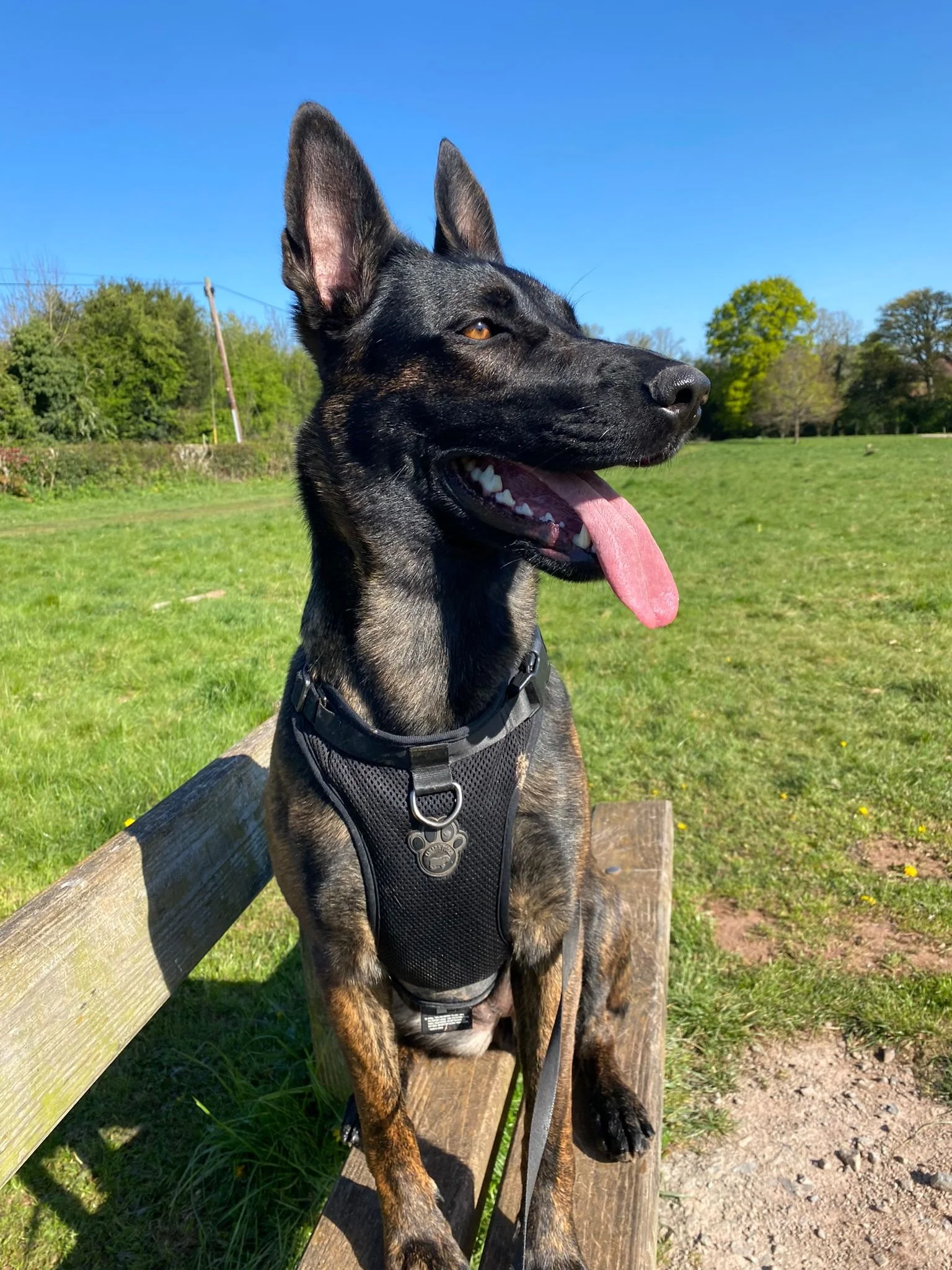 Best Dog Harnesses for Large Dogs (2026): Tested &amp; Reviewed