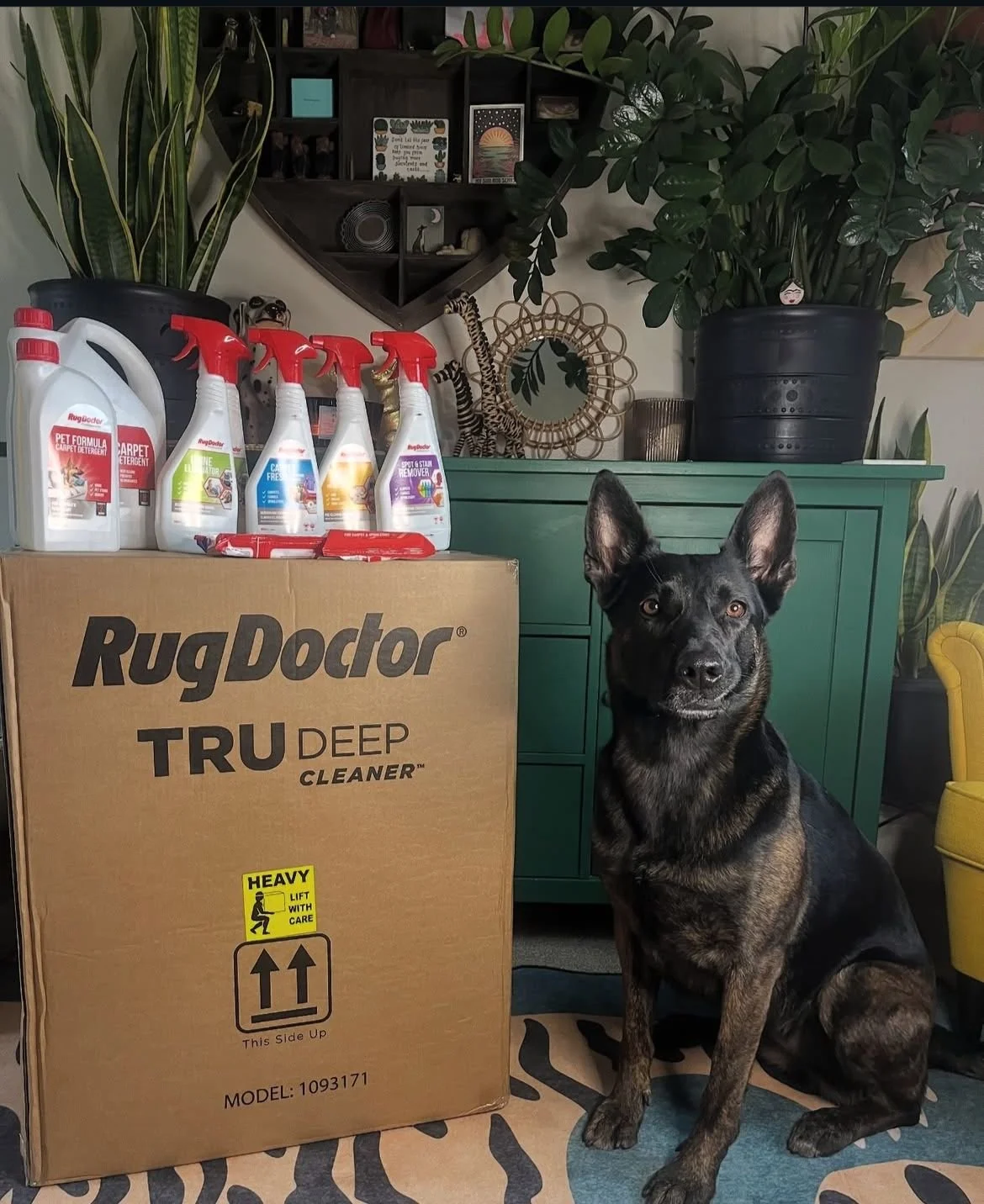 How to Get Free Dog Products in 2026 (Even if You Have a Small Following)