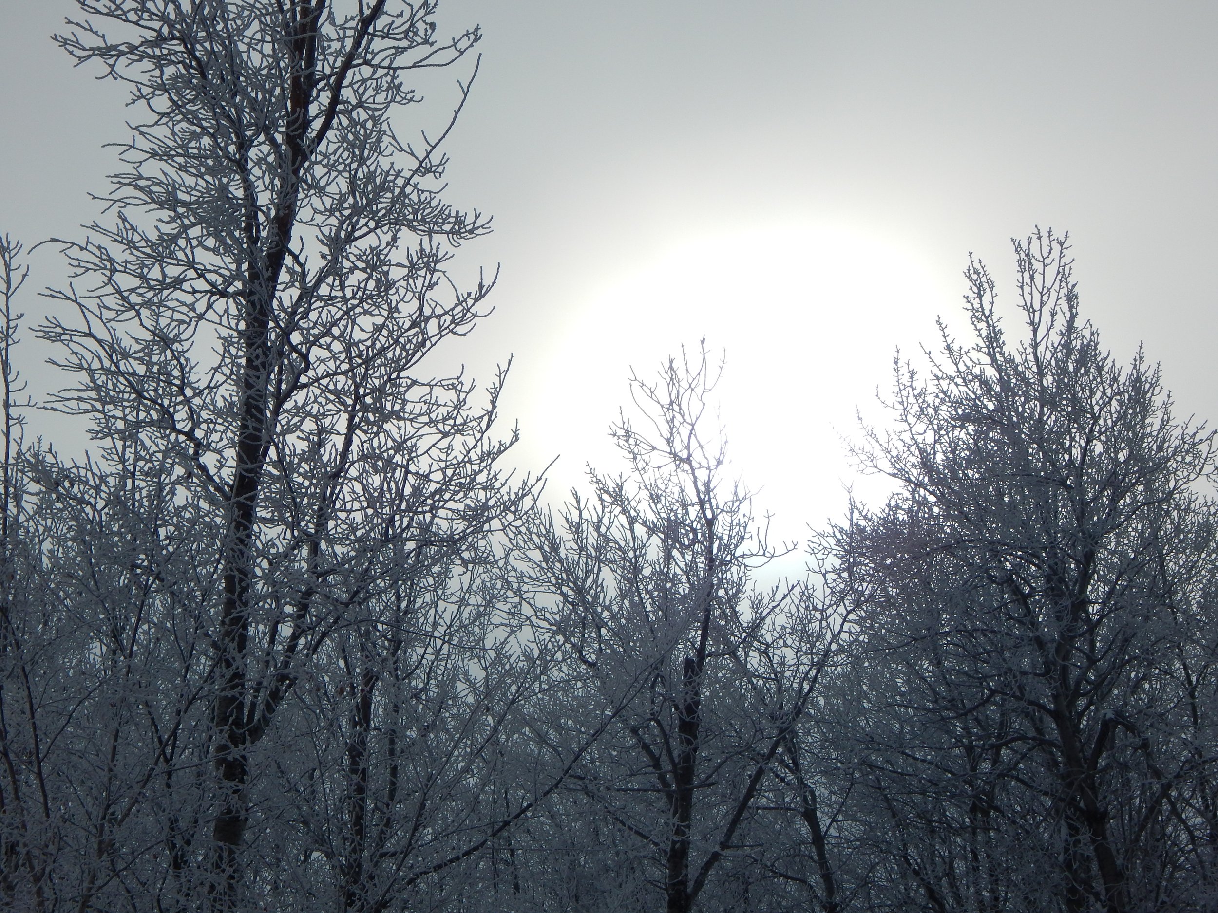 Bare trees covered in snow or frost against a bright, overcast sky.