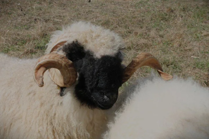 Un mouton avec des cornes torsadées, se frottant contre un autre mouton dans un champ.
