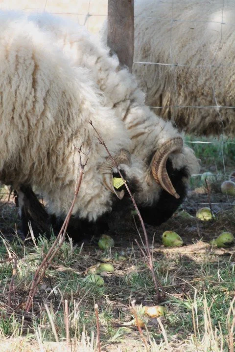 Une brebis avec de petites cornes mangeant des fruits sur le sol dans un enclos.
