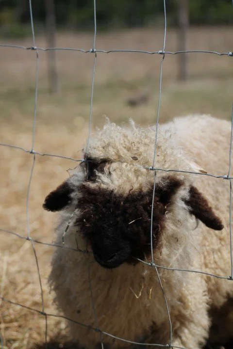 Un mouton regardant à travers une clôture en fil de fer.