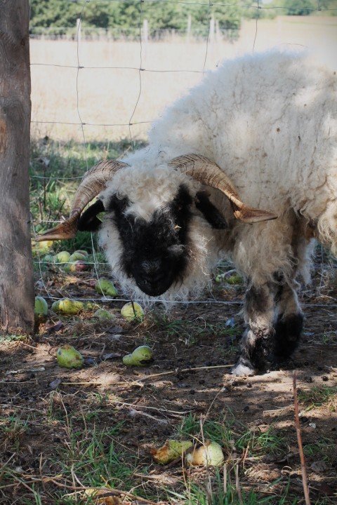Mouton noir et blanc avec des cornes, se tenant derrière une clôture,sur un terrain avec des pommes tombées, dans un environnement extérieur