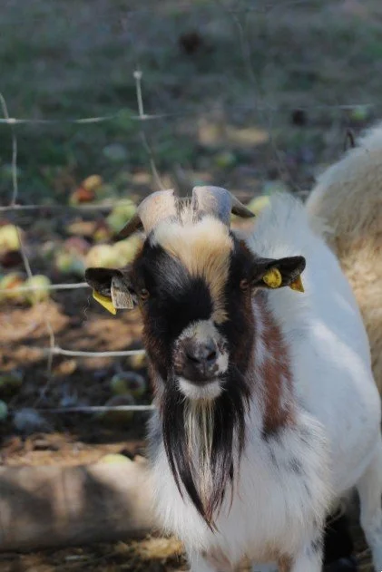Une chèvre avec des oreilles jaunes et une longue barbe dans un élevage
