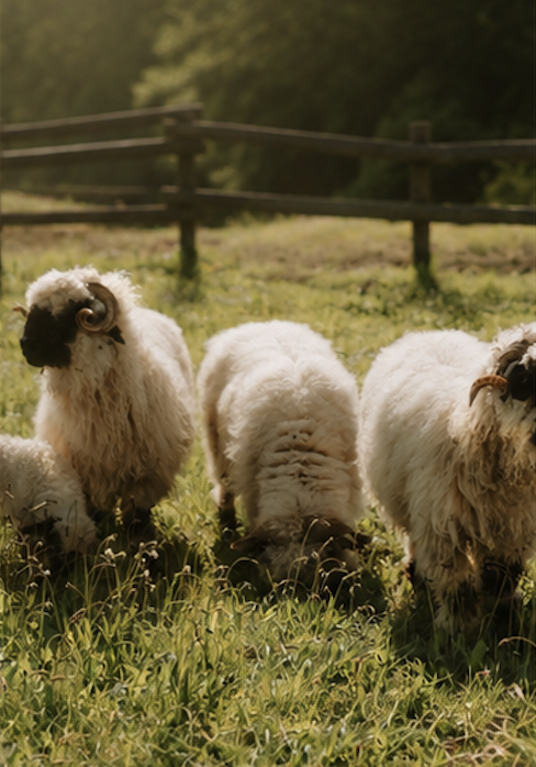 Group of fluffy sheep grazing on green grass in a sunny field with a wooden fence in the background.