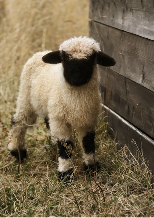 Jeune agneau avec un pelage blanc et noir, près d'une clôture en bois, dans un champ.