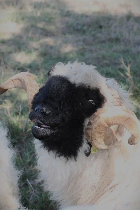 A young sheep with black and white furry face and large curved horns, standing in a grassy field.