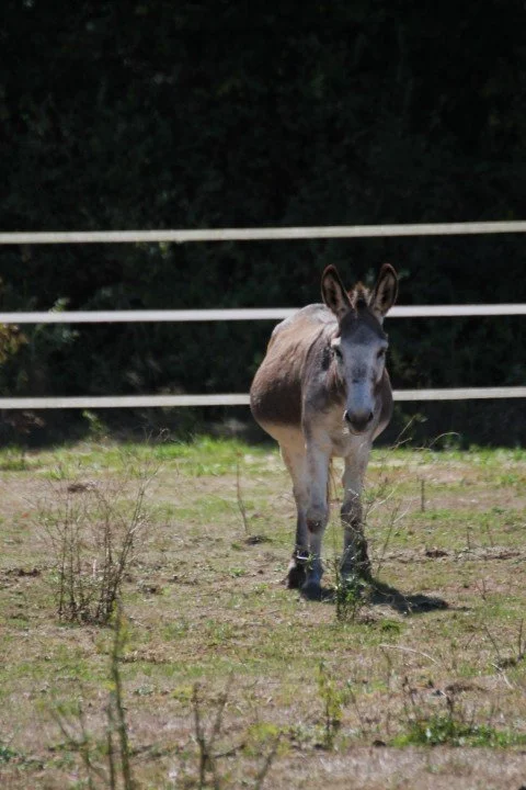 Un animal hybride ressemblant à un âne avec un corps de cheval dans une prairie en plein air.