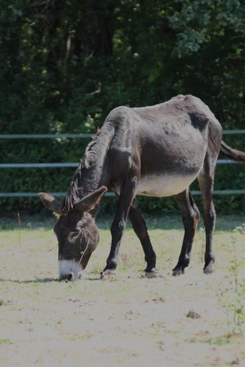Un âne mange de l'herbe dans un champ en plein air.