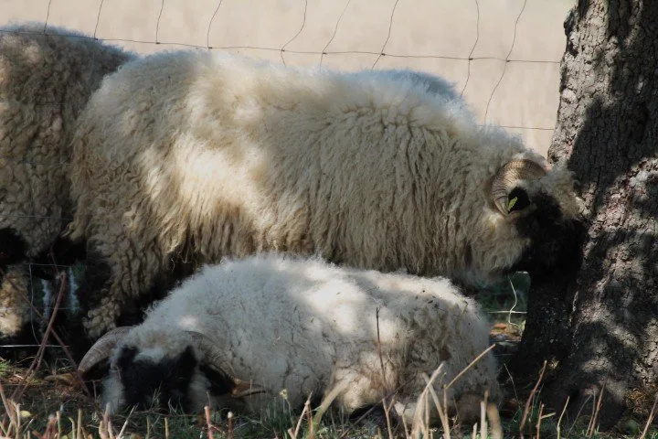 Deux moutons, l'un debout et l'autre couché, près d'un arbre dans un environnement extérieur.