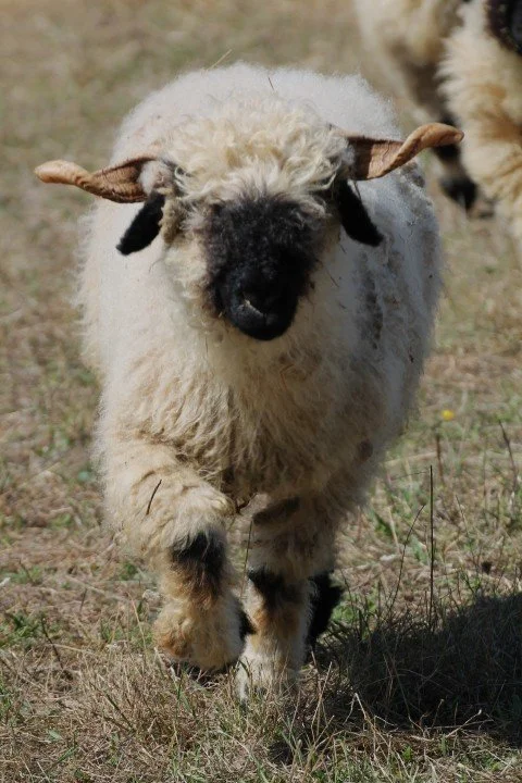Une mouton qui court dans un champ avec de l'herbe sèche, vu de face.