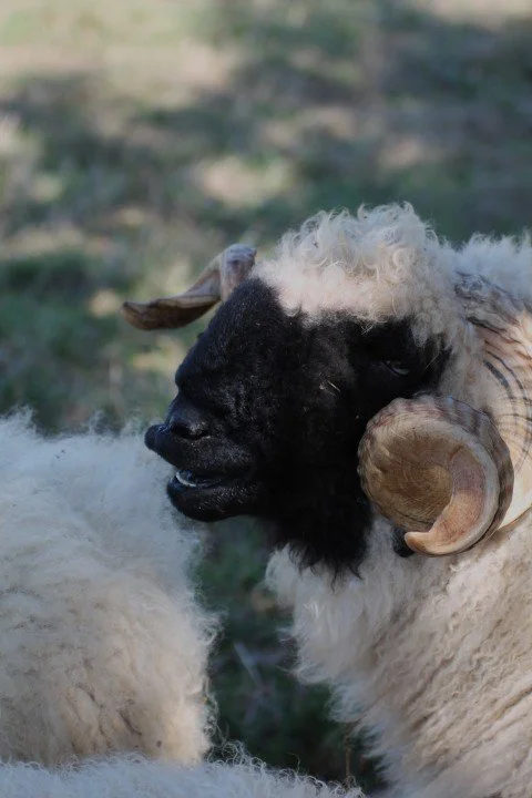 Un mouton avec une tête noire et des cornes courbées, en train de regarder à gauche.