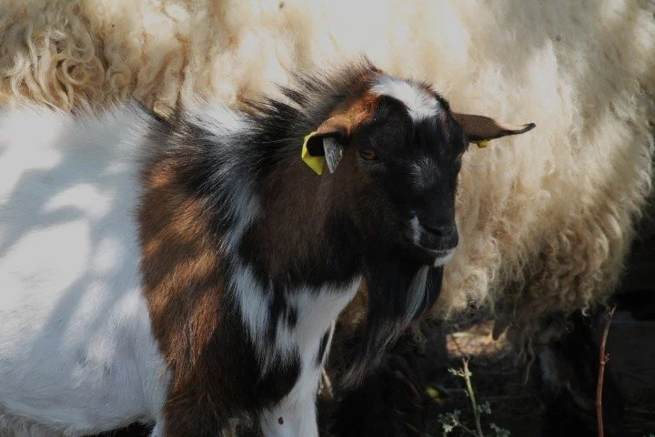 Une chèvre avec des cornes, une tache noire sur la tête, et un pelage blanc et marron, se tenant à côté d'une grosse brebis.