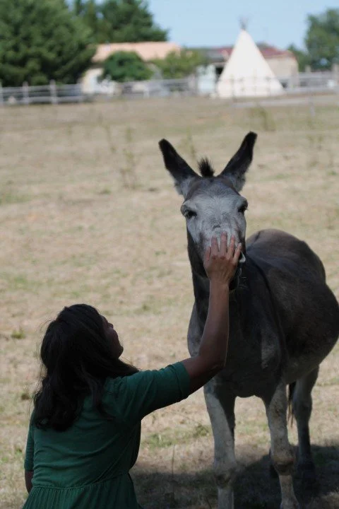 Une jeune fille touche la tête d'un cheval noir et gris dans un champ en plein air.