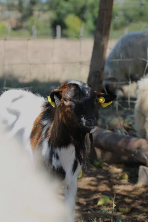une chèvre noire et blanche avec des oreilles jaunes, dans une ferme, derrière une clôture en fil de fer