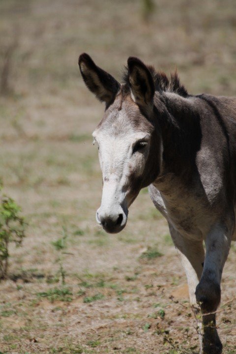 Jeune poney gris, à l'extérieur, sur un terrain herbeux, avec un regard vers la caméra.