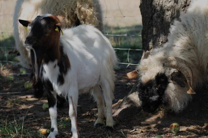 Une chèvre noire et blanche se tient à côté d'une grande brebis blanche avec des cornes torsadées sous un arbre.