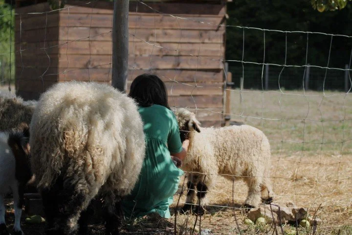 Une fille assise dans un enclos avec des moutons et une chèvre, près d'une cabane en bois et un filet en mesh.