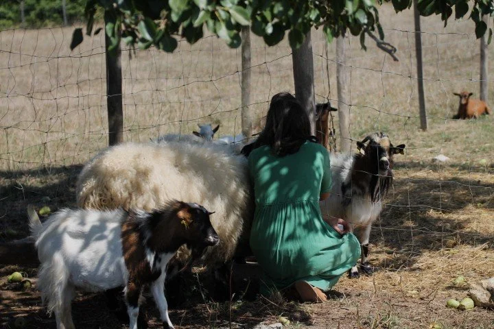 Une femme en robe verte s'agenouille près de plusieurs chèvres et d'une brebis dans un enclos en plein air.